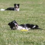How to Train Your Dog to Go to His Bed Step-by-step guide on teaching your dog to go to his bed using effective training techniques