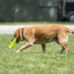 How to Potty Train a German Shepherd Dog Step-by-step guide on how to potty train a German Shepherd dog effectively