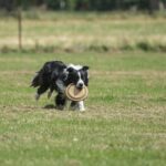Why I Want to Train Dogs Image of a person with a dog, demonstrating the reasons behind their desire to train dogs