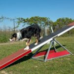 Step-by-step guide on how to house train your 1-year-old dog effectively