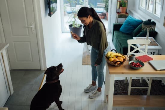 How to Train Excited Dogs 1 Step-by-step guide on how to train excited dogs for optimal obedience