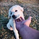 How to Train Your Dog Not to Pull While Walking Keyword: HOW TO TRAIN YOUR DOG NOT TO PULL WHILE WALKING