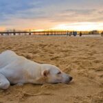 How to Train and Understand Your Beagle Puppy or Dog Step-by-step guide on how to train and understand your Beagle puppy or dog - expert tips included!