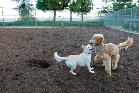 Illustration of a person scolding a dog for misbehaving during a training session