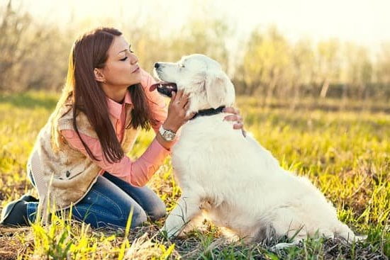 Guidelines for Traveling with Dogs in Trains: Tips, Regulations, and Pet-Friendly Options