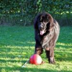 How to Become a Guide Dog Trainer Nz Step-by-step guide on becoming a NZ guide dog trainer: How to become a guide dog trainer in NZ