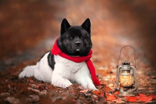 How to Train a Dog to Stay in the Fence 1 Alt text suggestion: Step-by-step guide on how to train a dog to stay within a fence effectively