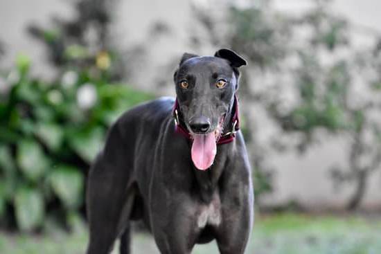 Suggestion: Determining How Long Before a Dog is Potty Trained - Expert Tips and Advice