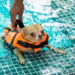 How to Train Your Dog to Bark in Hindi Step-by-step guide on 'How to Train your Dog to Bark' in Hindi for effective communication