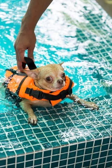 Step-by-step guide on 'How to Train your Dog to Bark' in Hindi for effective communication