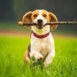How to Train Your Dog to Be Less Territorial Techniques on training your territorial dog to become more social and less possessive