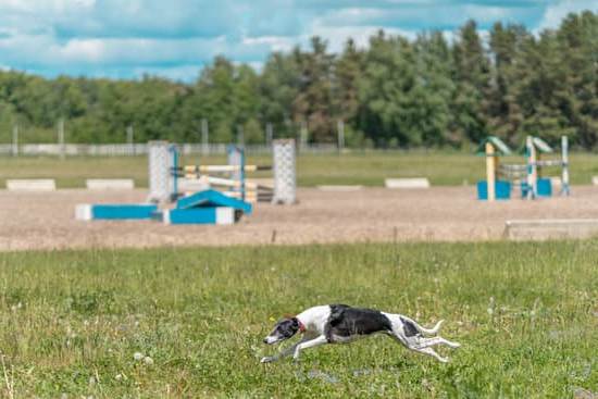 How to Train Your Dog to Bike With You 1 Step-by-step guide on how to train your dog to bike alongside you for enjoyable outdoor adventures
