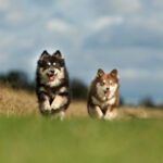Why Is It Important to Train Dogs Why is it important to train dogs: Benefits of dog training for their behavior and obedience
