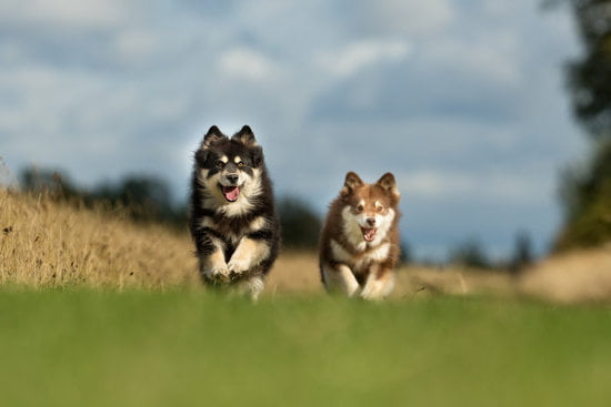 Why is it important to train dogs: Benefits of dog training for their behavior and obedience