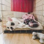 Step-by-step guide on how to train your dog to sleep in your bed comfortably