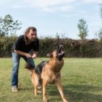 How to Train an Older Dog to Pee Outside How to train an older dog to pee outside: Step-by-step guide for successful outdoor potty training