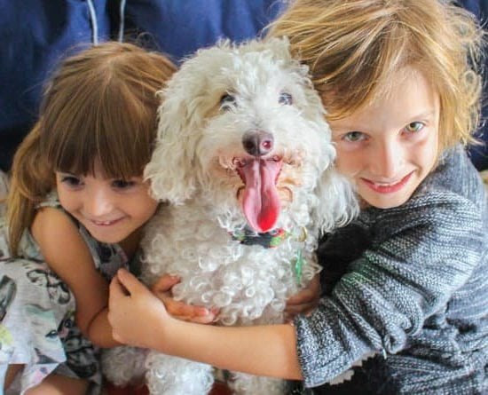 Do Service Dogs In Training Have Public Access In Virginia Every Day do-service-dogs-in-training-have-public-access-in-virginia-every-day