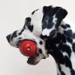 Effective Dog Training with a Zap Collar: Expert Techniques for Behavioral Corrections