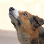 How Much Is Dog Obedience Training at Petco How much does Petco charge for dog obedience training? Find out the price here!