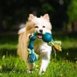 How to Train a Dog Not to Be Afraid Suggestion: Step-by-step guide on how to train a dog not to be afraid in simple ways