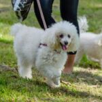 Find the Best Dog Training Clicker for Sale Online - Discover Trusted Retailers!