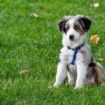 Step-by-step guide on how to house train a dog using crate training techniques