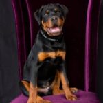 How to Become an Akc Dog Trainer Step-by-step guide on becoming an AKC dog trainer, including certification requirements and training programs