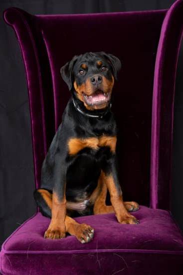 Step-by-step guide on becoming an AKC dog trainer, including certification requirements and training programs