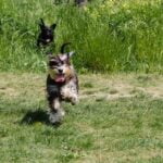 How to Make a Place Board for Dog Training Step-by-step guide: How to make a place board for dog training at home