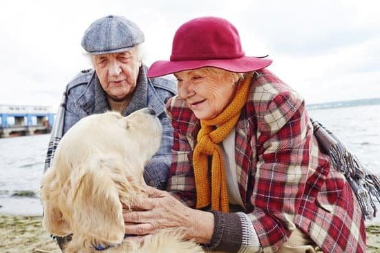 Do you have to be firm and assertive to effectively train a dog?