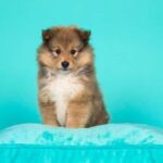 How Much Does Sit Means Sit Cost for Dog Training Affordable dog training cost at Sit Means Sit - inquire about our pricing options