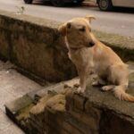 Learn effective dog tracking techniques and training methods for successful tracking