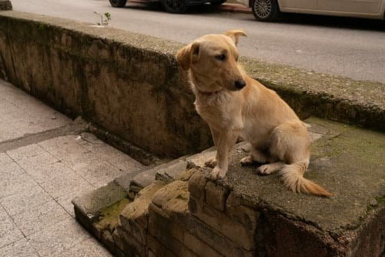 Learn effective dog tracking techniques and training methods for successful tracking