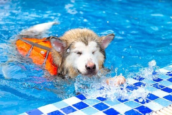 Step-by-step guide on how to train your puppy to become a service dog quickly and effectively