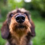 How Much Is Board and Train Dog Training Board and train dog training rates - Discover how much it costs for expert dog training