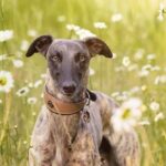 How to Train a Dog Housebreaking How to Train a Dog Housebreaking: A step-by-step guide to successfully potty training your dog