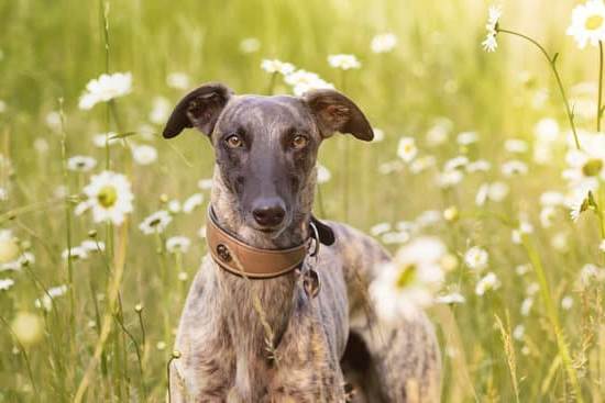 What Is Shared Gaze Dog Training 1 Picture of a person and a dog engaging in shared gaze training