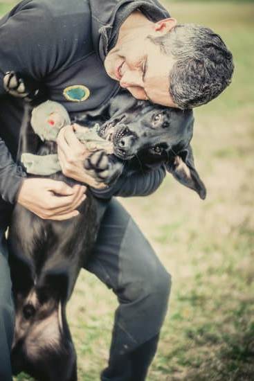 Quick guide on how to train for agility for dogs: step-by-step techniques and exercises