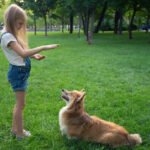 How to Train Your Dog to Find Smells Step-by-step guide on teaching your dog to locate scents effectively with positive reinforcement training methods