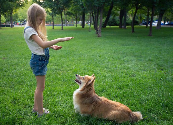 Step-by-step guide on teaching your dog to locate scents effectively with positive reinforcement training methods