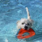 How Is a Rounded Leather Dog Collar Used in Training Rounded leather dog collar used in training: Durable and comfortable accessory for effective obedience training