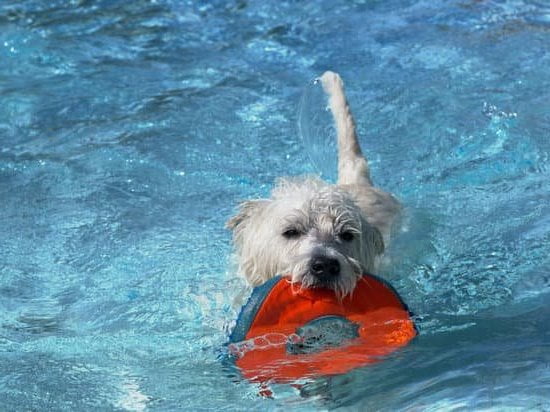 Rounded leather dog collar used in training: Durable and comfortable accessory for effective obedience training