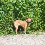 What Do You Need to Train a Duck Dog: Essential Gear and Techniques