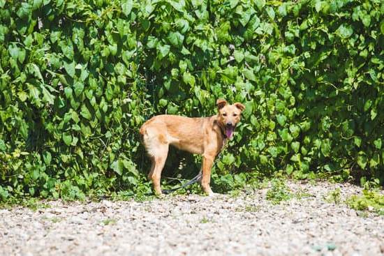 What Do You Need to Train a Duck Dog: Essential Gear and Techniques