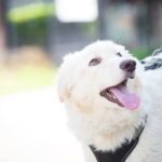 How to Train Your Dog to Fetch Ball Step-by-step guide on how to train your dog to fetch a ball