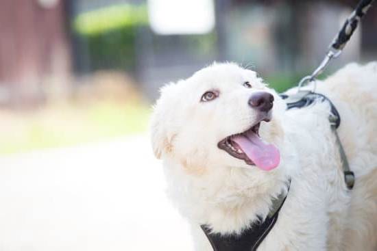 How to Train Your Dog to Fetch Ball 1 Step-by-step guide on how to train your dog to fetch a ball