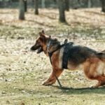 How to Train My Dog to Help With My Anxiety Step-by-step guide on training dogs to help alleviate anxiety - HOW TO TRAIN MY DOG TO HELP WITH MY ANXIETY