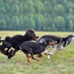 How to Train Dogs to Sit and Stay and Come Step-by-step guide: How to train dogs to sit, stay, and come