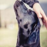 How to Teach a Dog Agility Training Step-by-step guide on teaching a dog agility training - perfect for active pet owners!