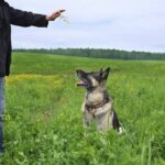 How to Train Dog to Follow You While on Leash Step-by-step guide: Training your dog to walk beside you on a leash